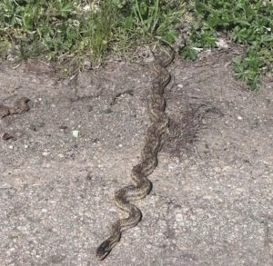 Що робити при укусі гадюки?