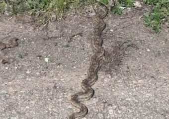 Що робити при укусі гадюки?