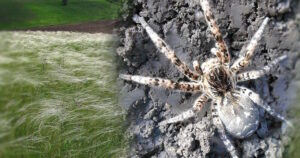 Нашестя павуків в Україні: у яких регіонах небезпечно та що робити після укусу